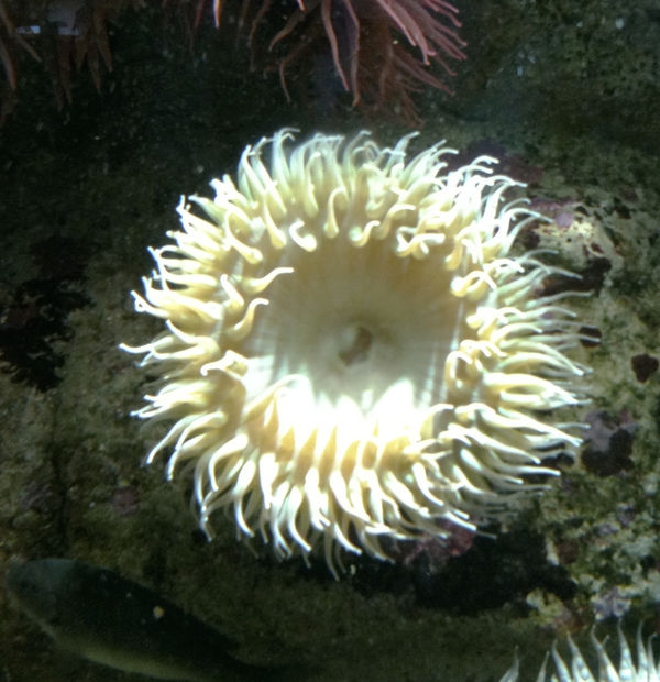anemone/Monterey Bay Aquarium...