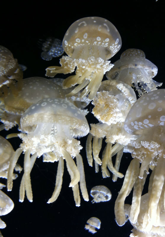 jellies/Monterey Bay Aquarium...