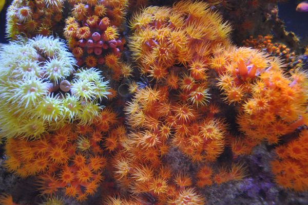 Small Reef Anemonies...