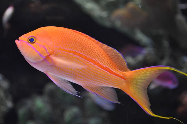 Angel Fish Wannabe (Banggai Cardinal Fish)...