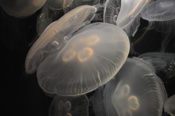 Moon Jellyfish...