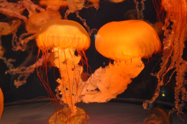 Golden Jellyfish...