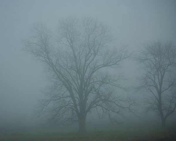 Trees in the fog...
