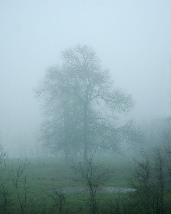 Another tree in the fog...