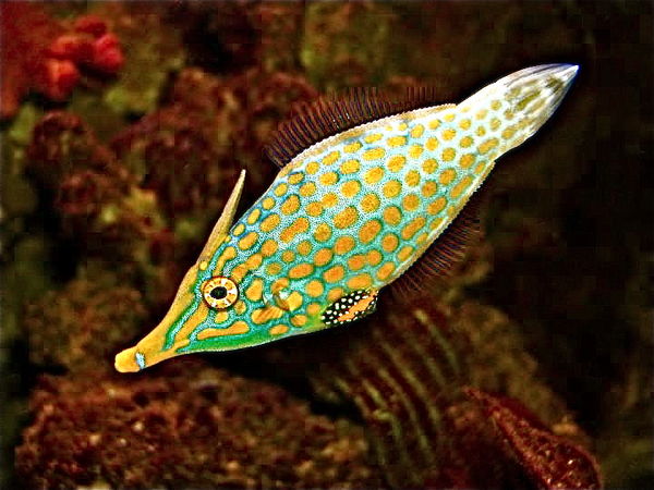 a long nose wrasse...