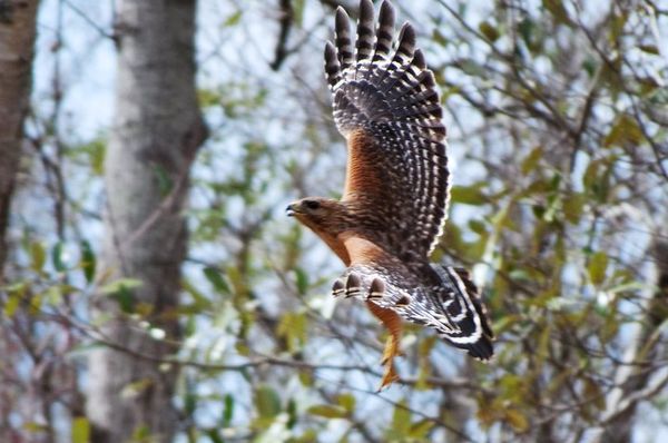 Hawk in flight...