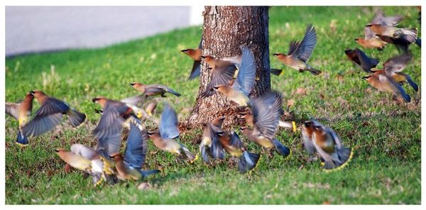 I believe these are Cedar Waxwings...