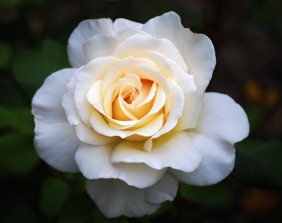 French Lace - Floribunda Rose...