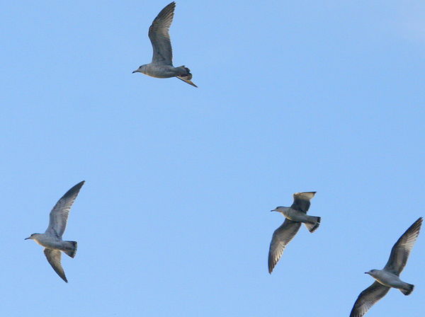Gulls on the wing (One of my BEST BIF shots, imo)...