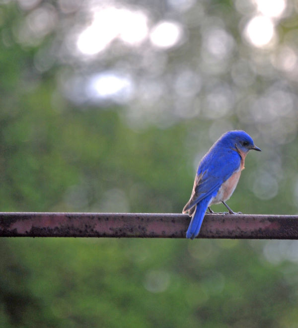Bluebird...