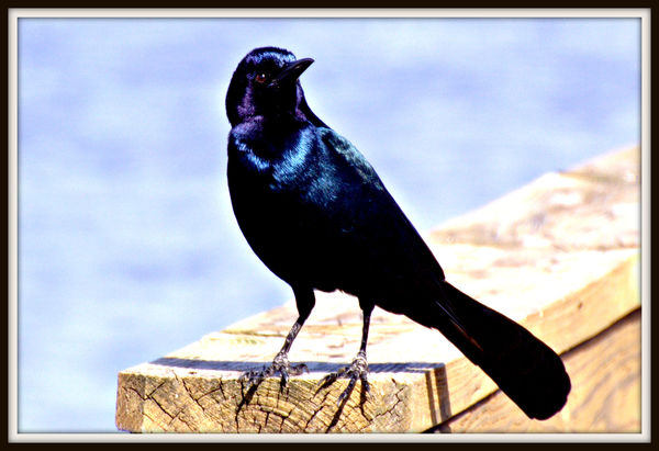 Blackbird...