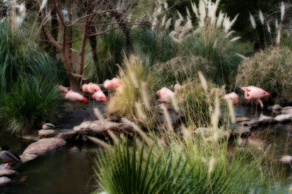 flamingos with orton effect...