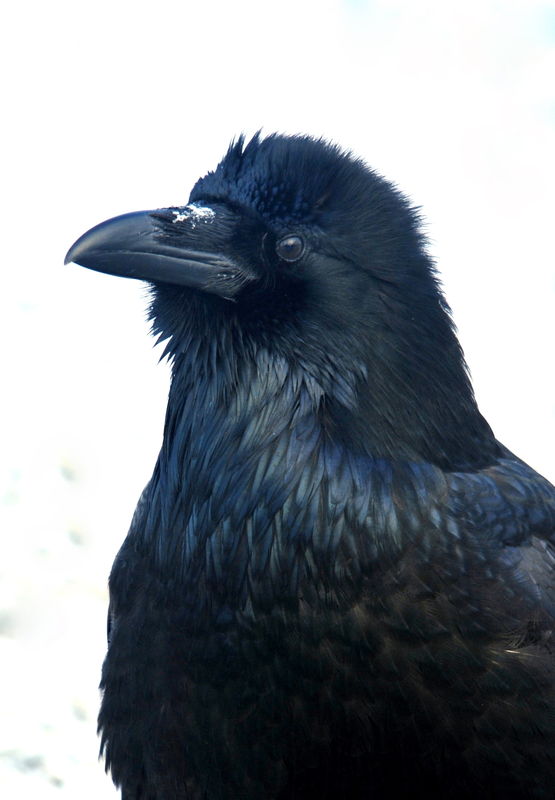 Raven close-up...
