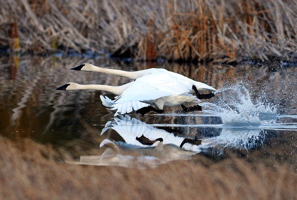 Trumpeter Swans taking off...