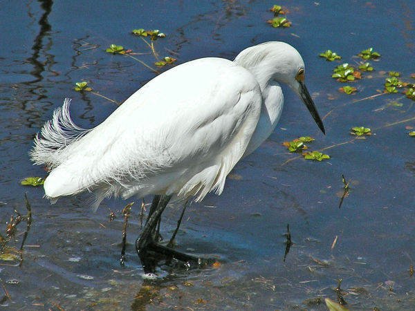 Snowy Egret at Savannah Wildlife Refuge...