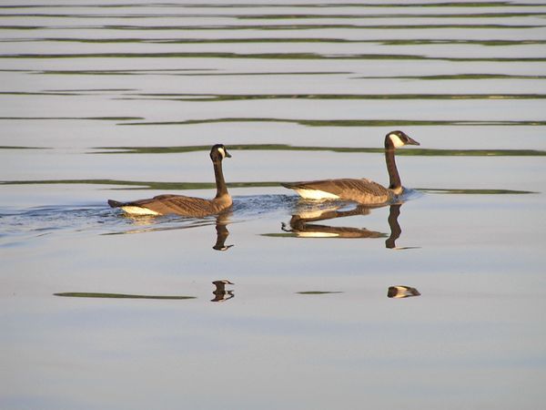 Canada Geese, Tred Avon River, MD...