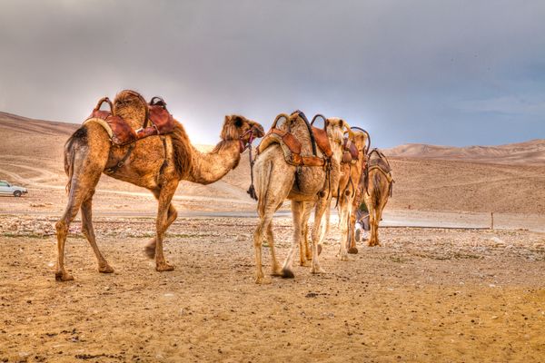 Beduin Camels in the Desert - Israel...