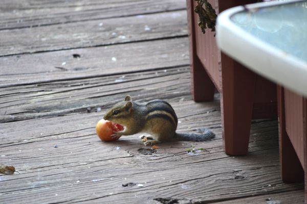I caught a chipmonk in the act of eating my wife's...