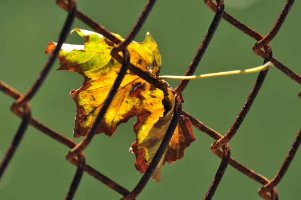 Rustic Leaf...