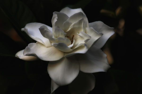 Gardenia...