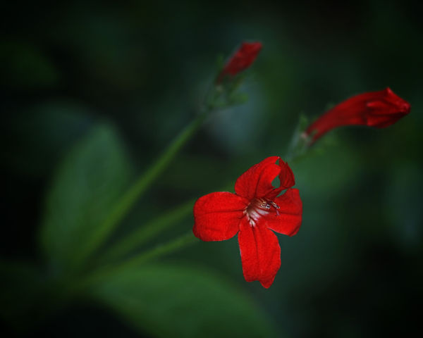 Ruellia...