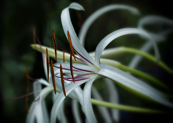 Crinum lily...