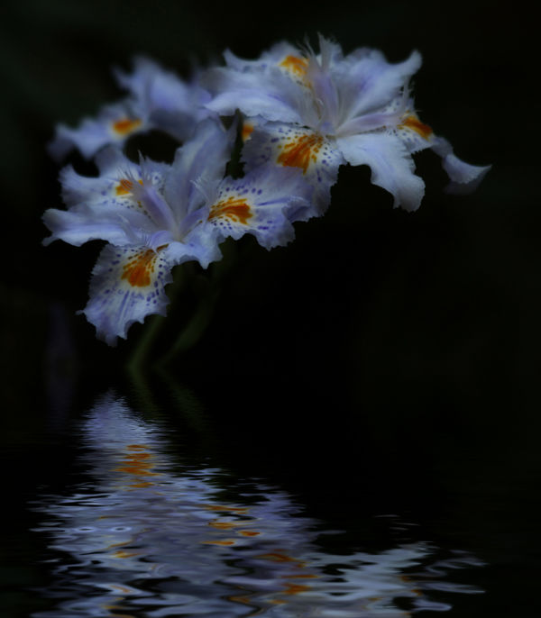 Iris Cristata...
