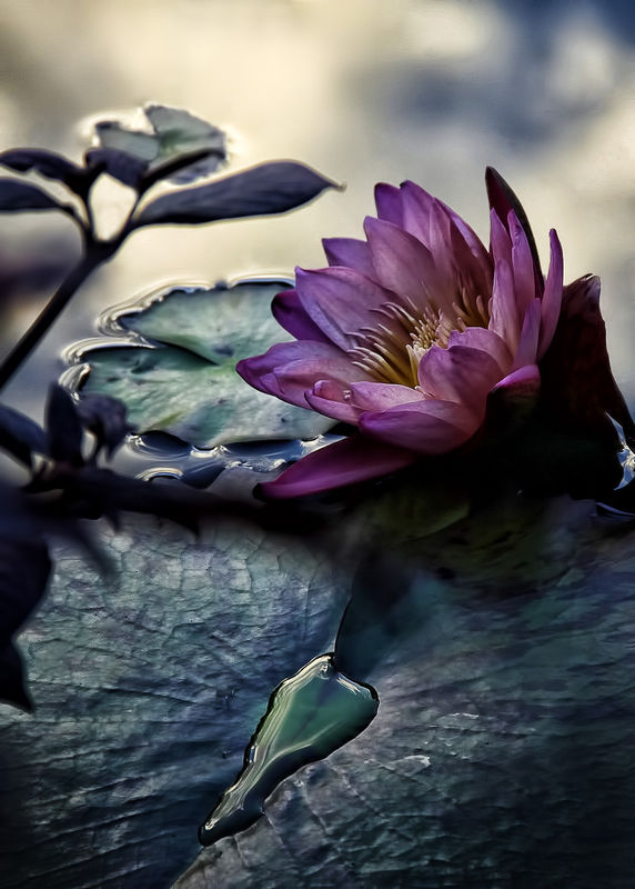 pond lily...
