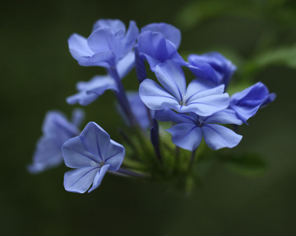 Plumbago...