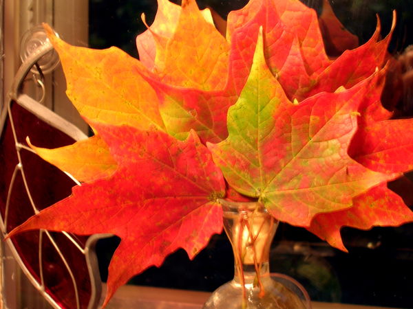 From our sugar maple...
