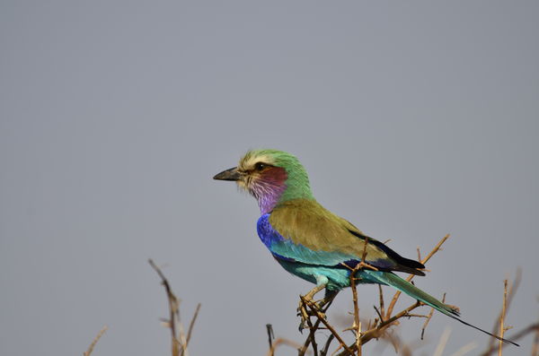 Lilac-Breasted Roller...