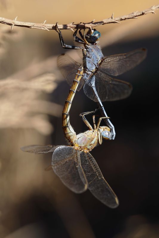 Dragonflies mating...