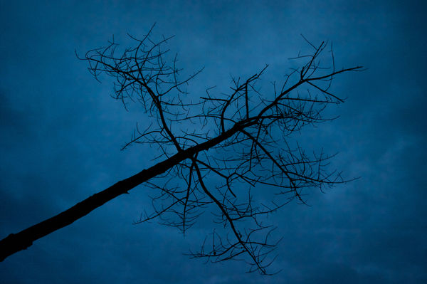 Branch against the twilight sky...