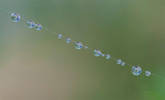 Dew on a spider thread...