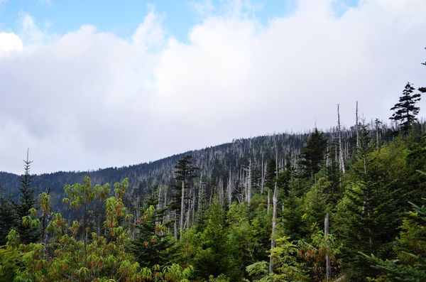 Disease of Fraser Firs in the Great Smoky Mountain...