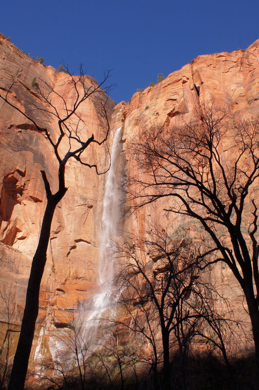bare trees in Zion NP...