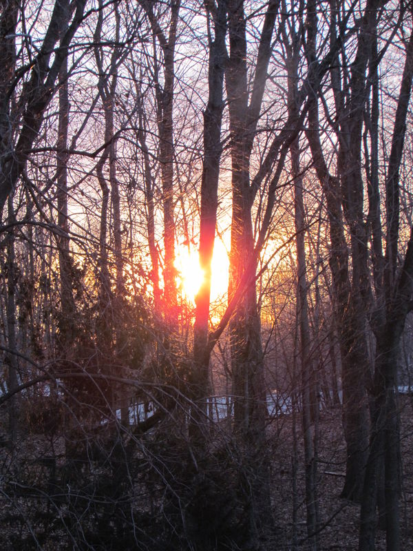 Early A.M. Back Yard-winter...