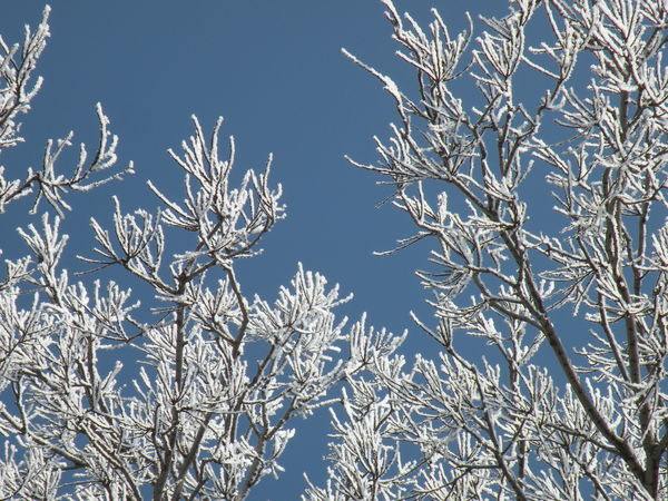 frozen and bare...