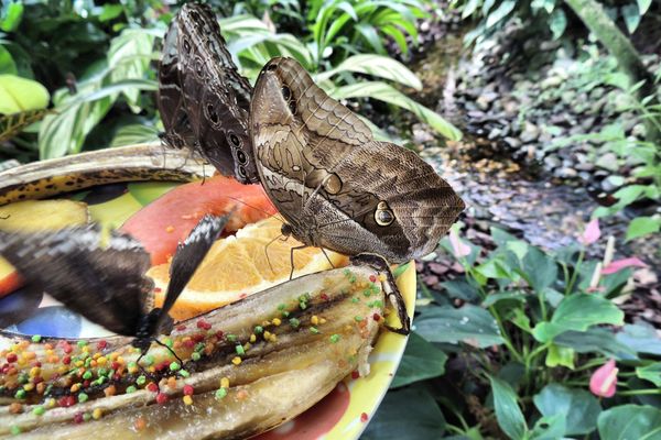Butterflies on the food dishes spread around...