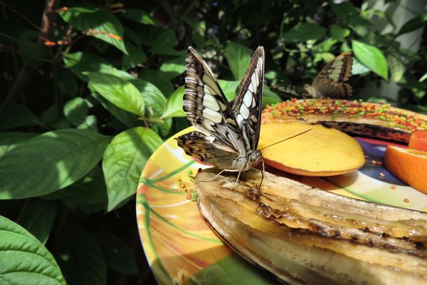 Butterfly Again on dish with banana and sprinkles ...