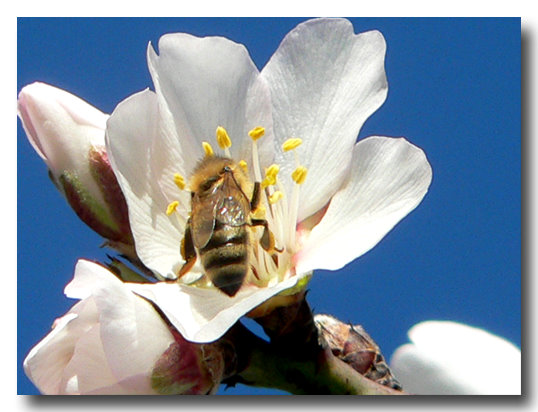 Bee on apple blossom...