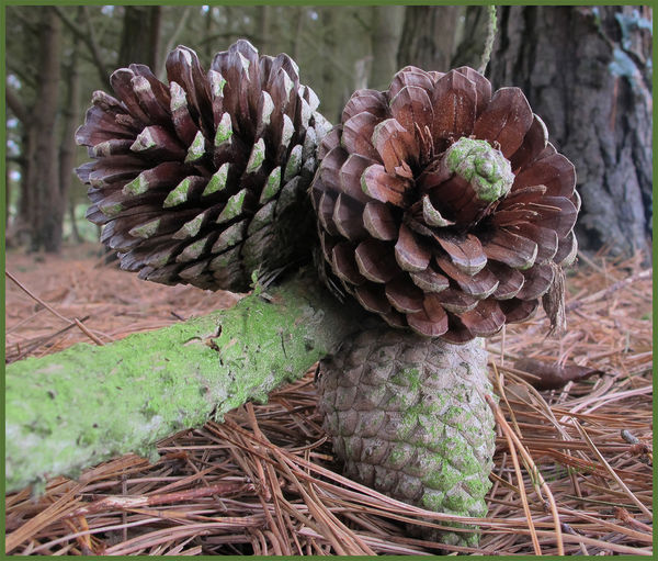 Pine cones...