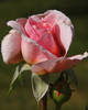My favorite rose bush....