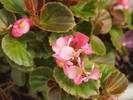 The begonias are almost done this season, still a ...