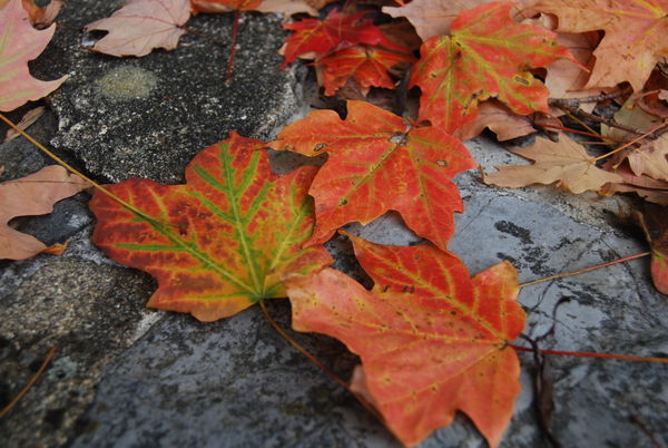 Autumn Leaves in Virginia...