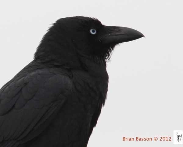 Australian Crow...
