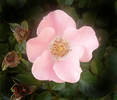 the state flower of Iowa, the wild rose...