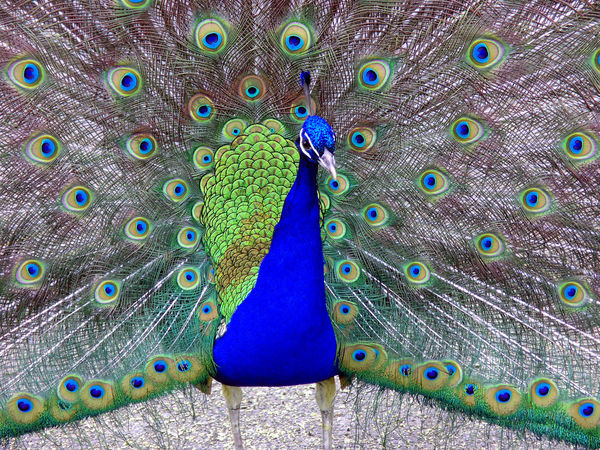 peacock posing for me (long gone)...