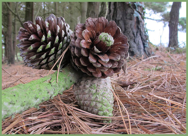 Pine cones with background...