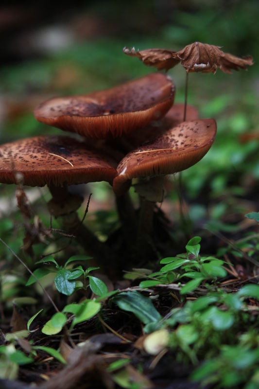 'Shrooms with shall DoF - 135mm macro Zeiss, f3.5,...